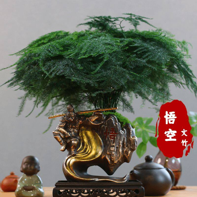黑神话悟空|文竹文人禅意室内茶桌书桌高级文雅绿植盆栽盆景植物