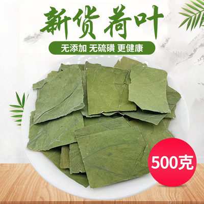 中药材新鲜荷叶荷叶茶干片