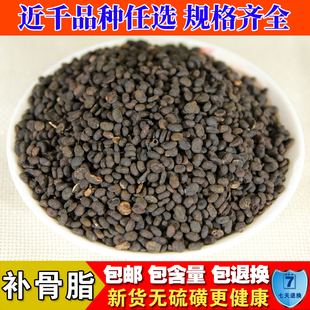 野生补骨脂500克 可代磨补骨脂粉 胡韭子/破故纸中药材包邮