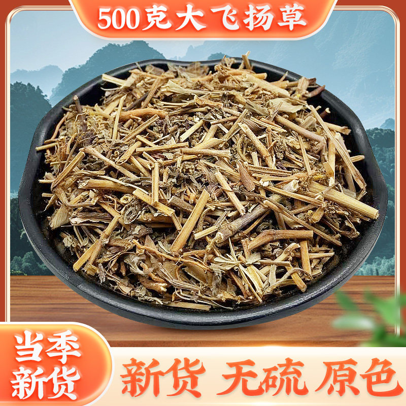 中药材优质飞扬草乳汁奶子图片