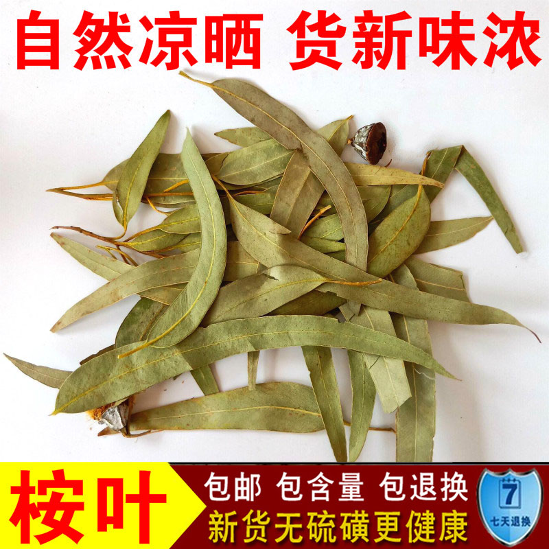 中药材 桉树叶 桉叶 大叶桉 按树叶 橡树叶 蓝绿桉叶 500克包邮