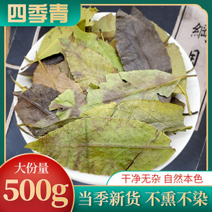 中药材四季青500g克 红冬青叶冻青中药材 四季青叶 油叶树 树顶子
