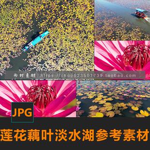 红莲花藕叶荷花植物CG绘画参考PS场景合成素材matte painting