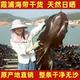 无沙干海带干货福建霞浦特产级天然日晒商用特厚海带丝头结批发