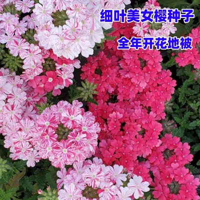 四季开花见土就活细叶美女樱