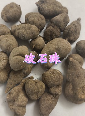 野生破石珠中药材三叶青石老鼠金线吊葫芦土栾儿九牛子