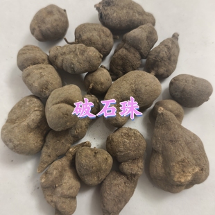 野生破石珠中药材三叶青石老鼠金线吊葫芦土栾儿九牛子