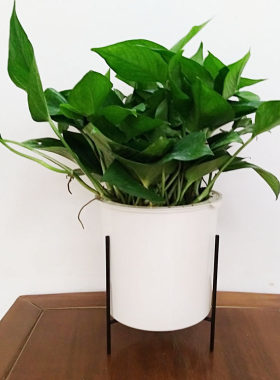 包邮大绿萝新房室内吸除甲醛吊兰花卉绿植绿箩 抗雾霾小盆栽植物
