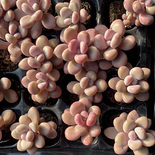 3cm 多肉植物 尺寸2 包邮 多肉批发带穴盘整箱发货 桃蛋50颗39.9