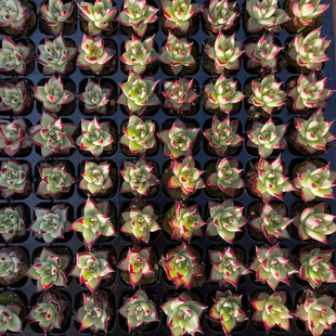 数量有限 带穴盘发货 多肉乌木穴盘苗105颗29.9元 包邮