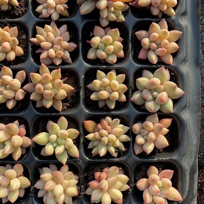 红蜻蜓105颗68包邮，发货如图标准，多肉植整箱带土带穴盘发货
