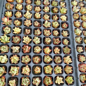 多肉植物 乌木处理29.9一盘105颗包邮，特价处理，带穴盘整箱发货