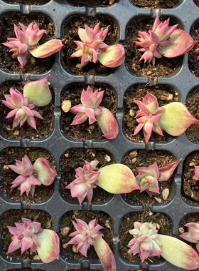 多肉惊鸿仙子种苗105颗,多肉植物新品贵货稀有阳台绿植组合肉拉丝