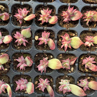 多肉惊鸿仙子种苗105颗,多肉植物新品贵货稀有阳台绿植组合肉拉丝