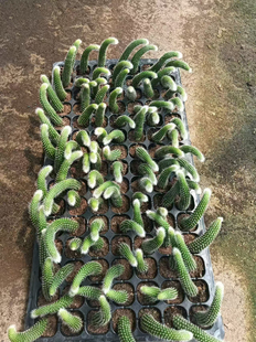 长毛九尾狐多肉植物开花猴尾巴办公室盆栽防辐射仙人掌