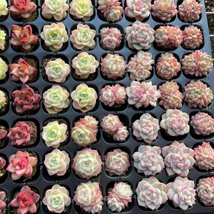 固定10个品种50颗 带盘发货10品种各5颗 多肉精品苗基地批发直销