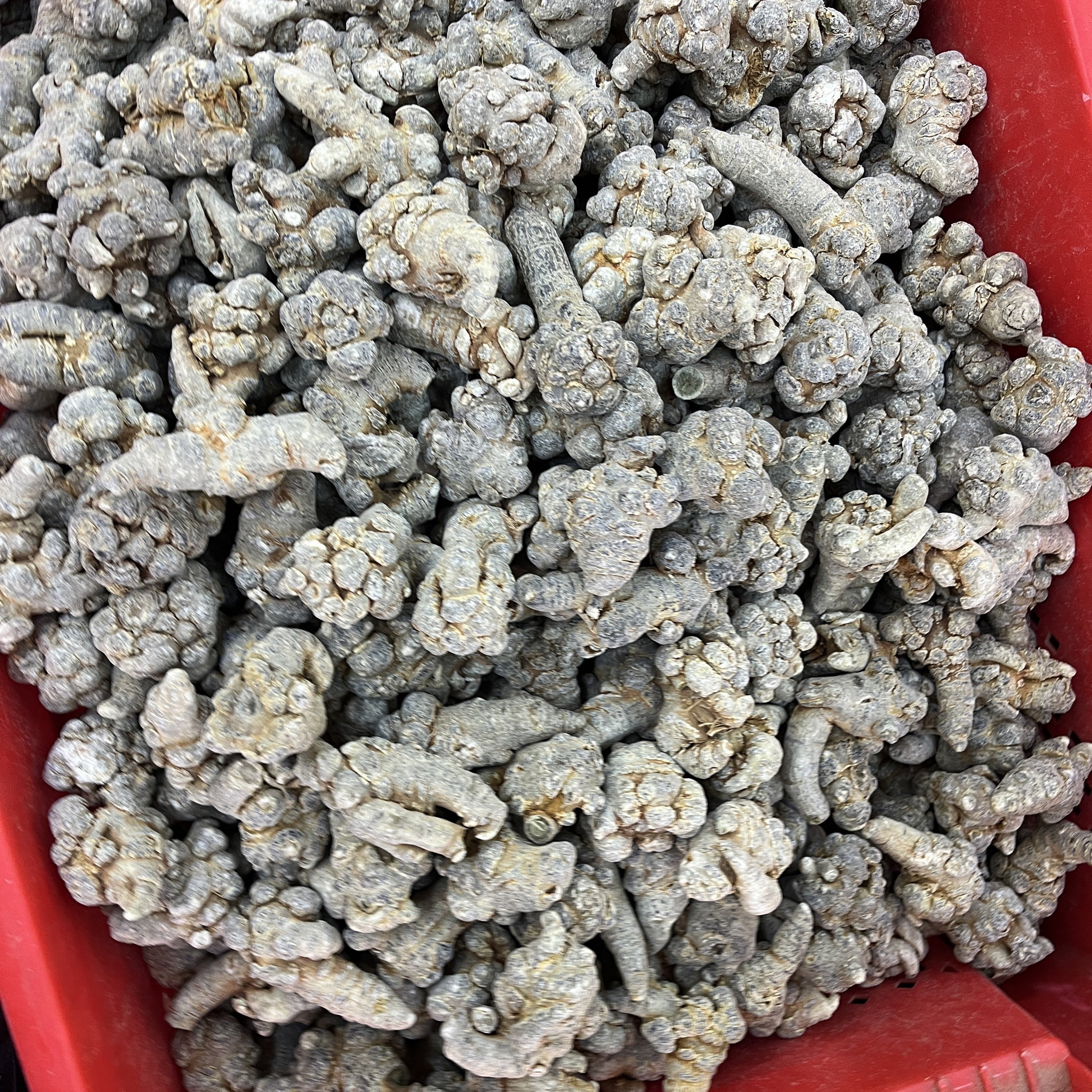 中药材三七田七500克/份包邮三七粉三七粉中草药可打三七粉干货