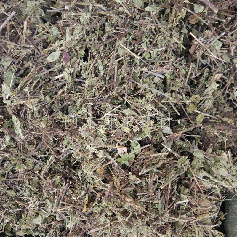 土茵陈 包邮 土香薷 小叶薄荷满坡香白花茵陈香草五香草山薄荷