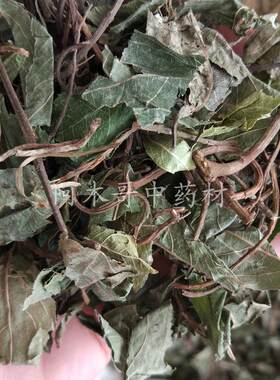 中药材 不出林 矮地茶 中草药 平地木 500克包邮 老不大 四叶茶