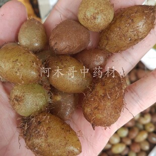 野生石黄皮 500g 包邮凤凰蛋促销价新鲜精选