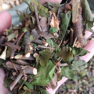 寄生 广西深山广寄生桑寄生500g包邮可桑上寄生茶+杜仲茶搭配泡茶