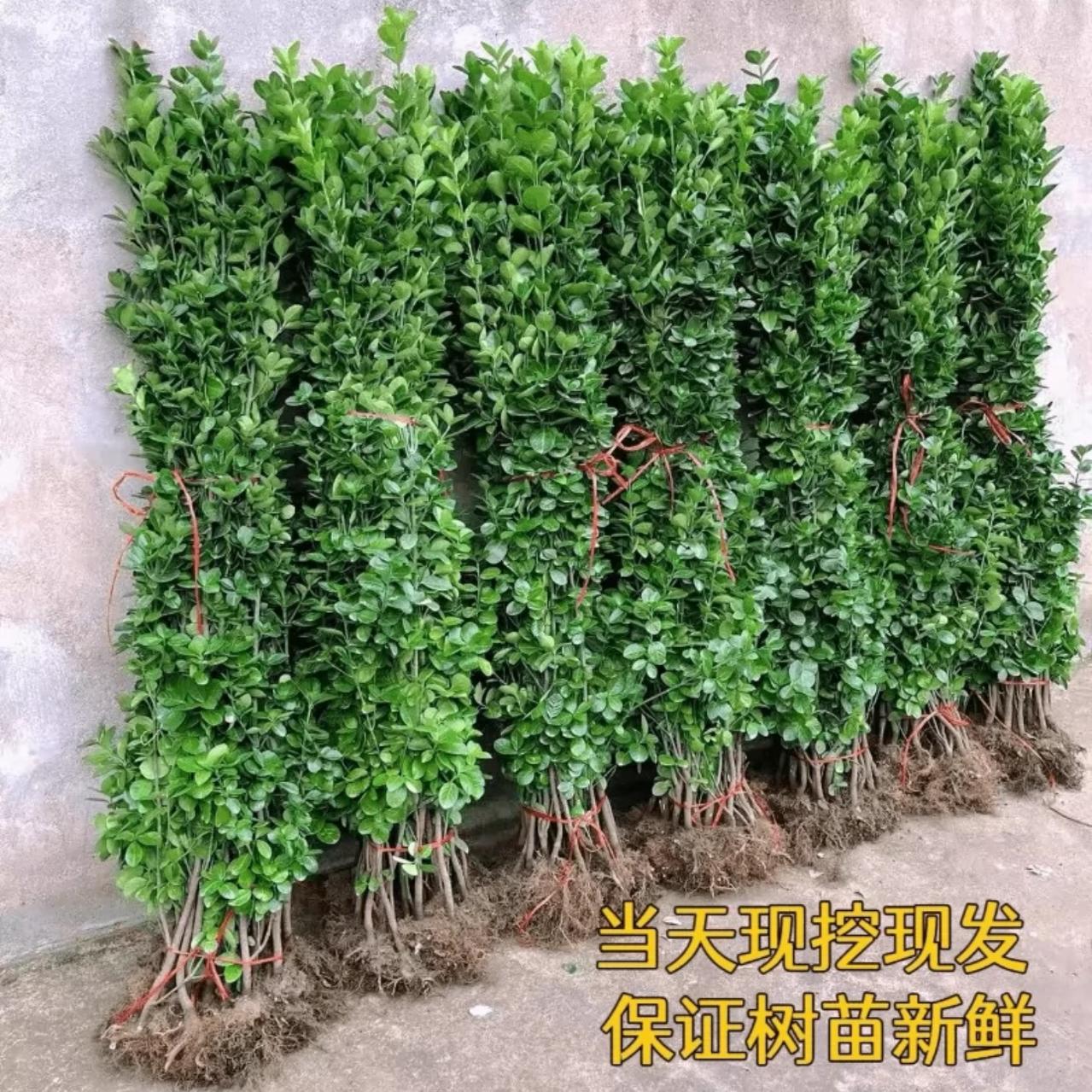 丛生大叶北海道黄杨冬青树苗围墙篱笆植物庭院绿化苗四季常青耐寒