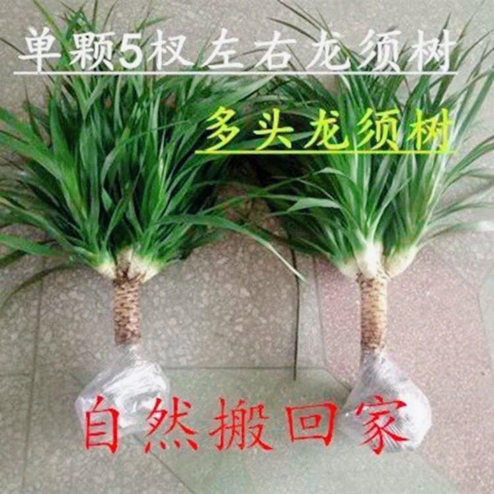 龙须树龙须铁龙血树多头花卉盆栽室内客厅大型绿植花卉净化空气-封面