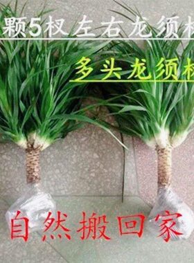 龙须树龙须铁龙血树多头花卉盆栽室内客厅大型绿植花卉净化空气