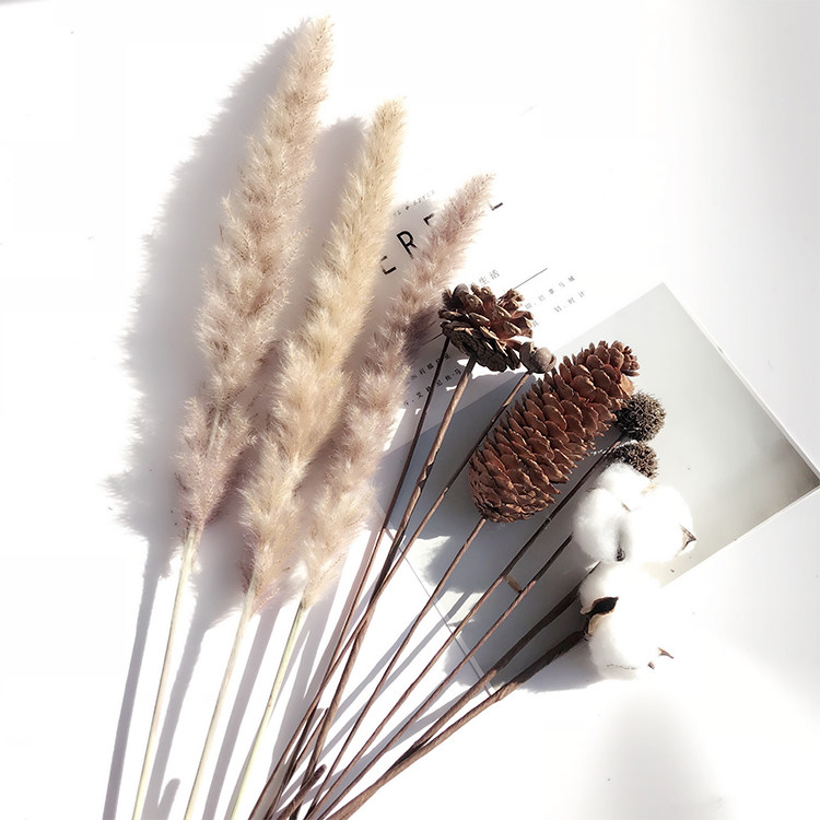 Echinacea Dried flowers Bouquet of flowers Home Furnishing a decoration Kapok reed fresh shot prop decorate Spend eternityin the Home accessories , Vase/Flower/Artificial flowers/Imitation jewelry , Dried flowers/Petal/Dried package/Dry twigs  category - from Buy2taobao.com to provide professional Taobao agent buy service