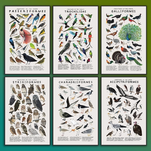 饰画 装 MILE ART艺术家Kelzuki动物王国鸟类蜂鸟水彩海报北欧风格