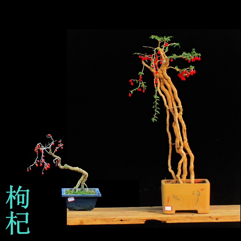 红果枸杞盆景老桩室内阳台庭院造景微型盆栽提根造型熟桩一物一拍