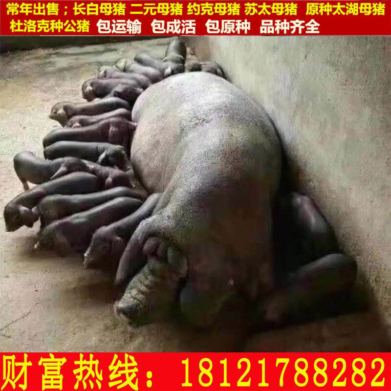 原种太湖母猪苏太母猪长白大白大约克二元母猪美系杜洛克长白约克