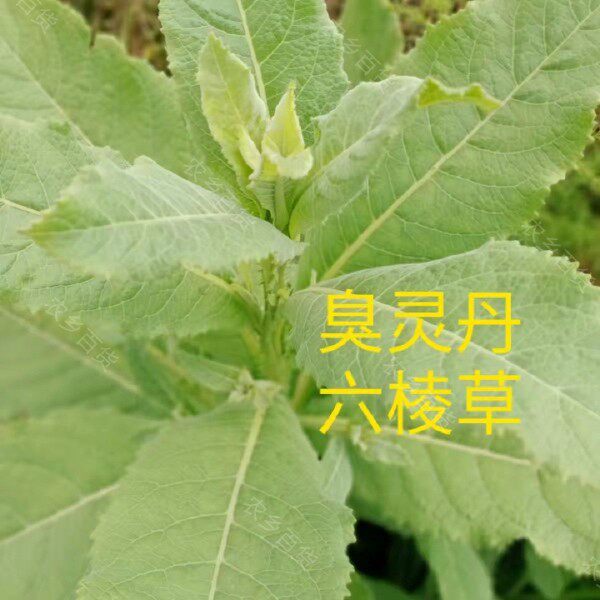 野生臭灵丹草药云南中药材新鲜清热新货喉咙痛退烧草药【1千克】