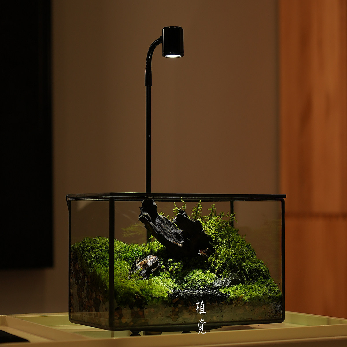 植觉先生 | 春山苍苔 顺丰发货 | 苔藓微景观室内办公室绿植盆栽