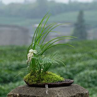 植觉 顺丰发货 茶室茶空间禅意摆件室内绿植盆栽 蒲趣