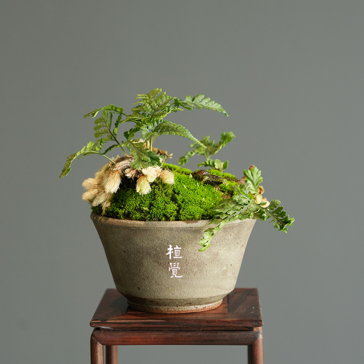 植觉 | 猫爪蕨一物一拍 | 蕨类苔藓微景观办公室绿植盆栽礼物