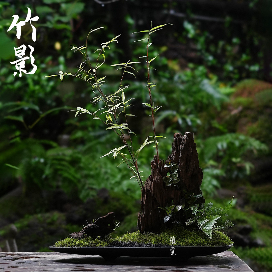 植觉先生 | 竹影 顺丰发货| 植觉先生案头盆景禅意茶空间中式盆栽