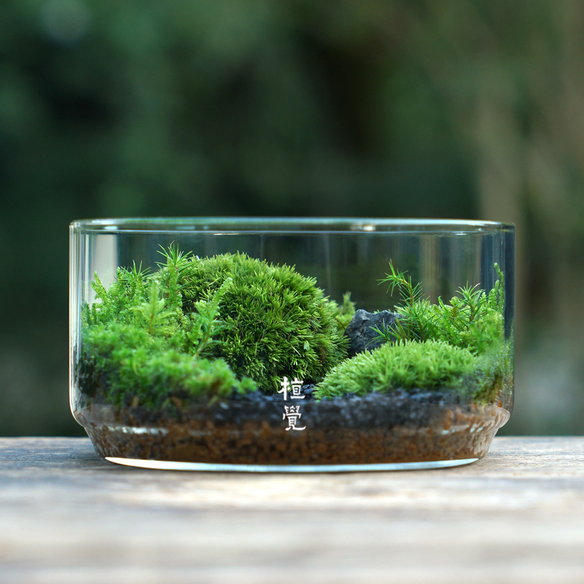 植觉 | 圆 顺丰发货 | 苔藓微景观创意盆景桌面装饰植物青苔鲜活