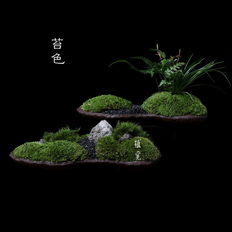 植觉先生 | 苔色苔山苔林  顺丰发货 | 苔藓盆景微景观室内绿植