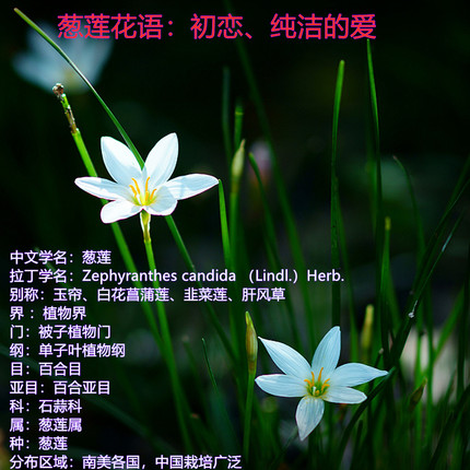 四季葱兰 葱莲 韭菜莲 玉帘 肝风草 白花菖蒲莲庭院地栽窗台