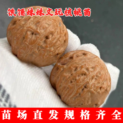 矮桩肉球铁锤妹妹文玩核