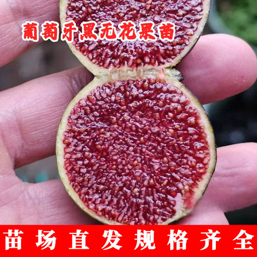 葡萄牙黑无花果苗葡萄牙