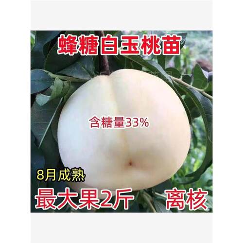 新品种耐寒特大桃树苗嫁