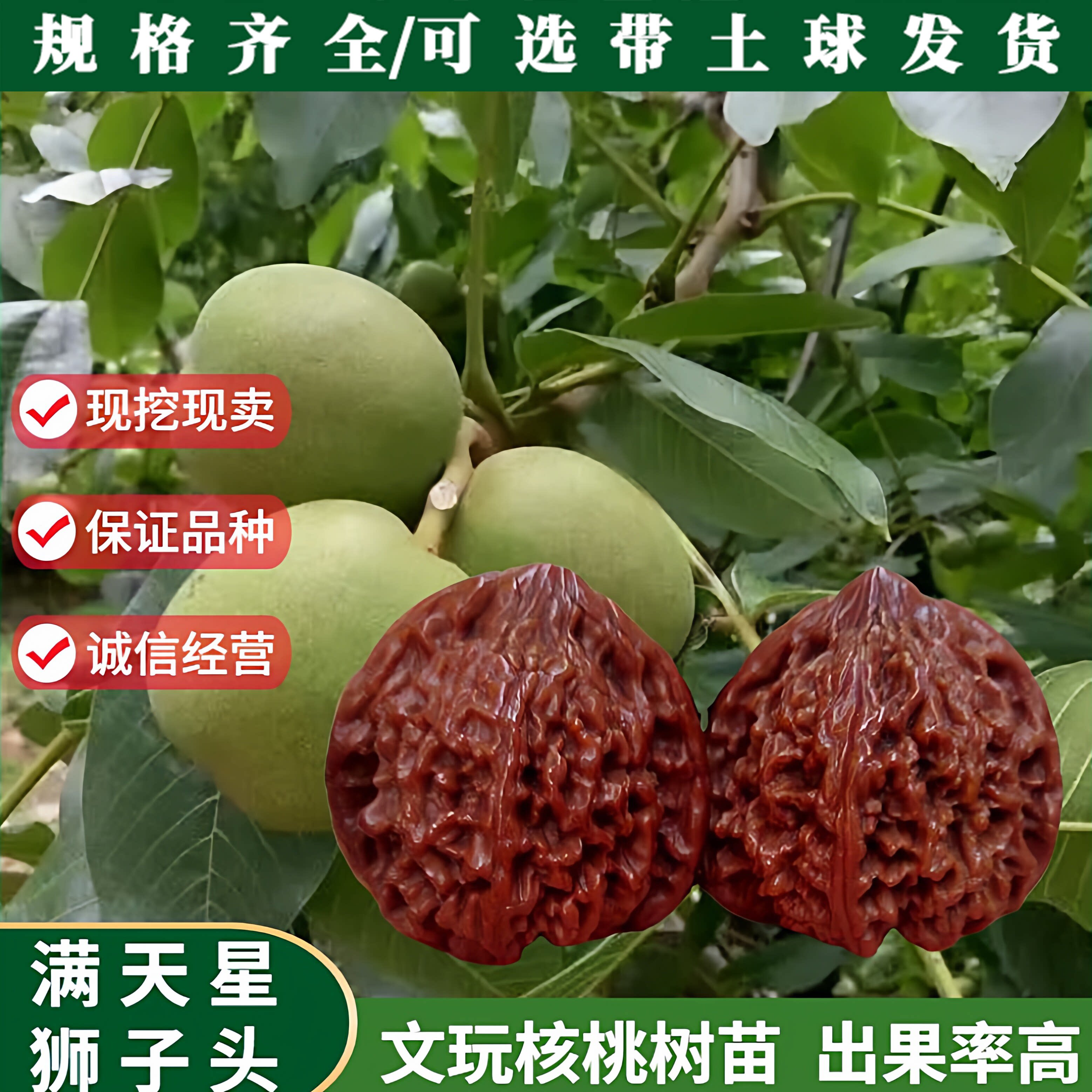 文玩核桃苗嫁接青皮满天星狮子头麻核桃树苗水果树苗种植当年挂果