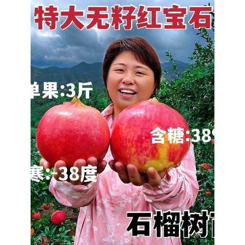 无籽特大红宝石榴树苗嫁