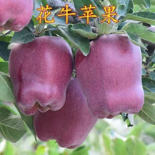 正宗嫁接花牛苹果树苗红