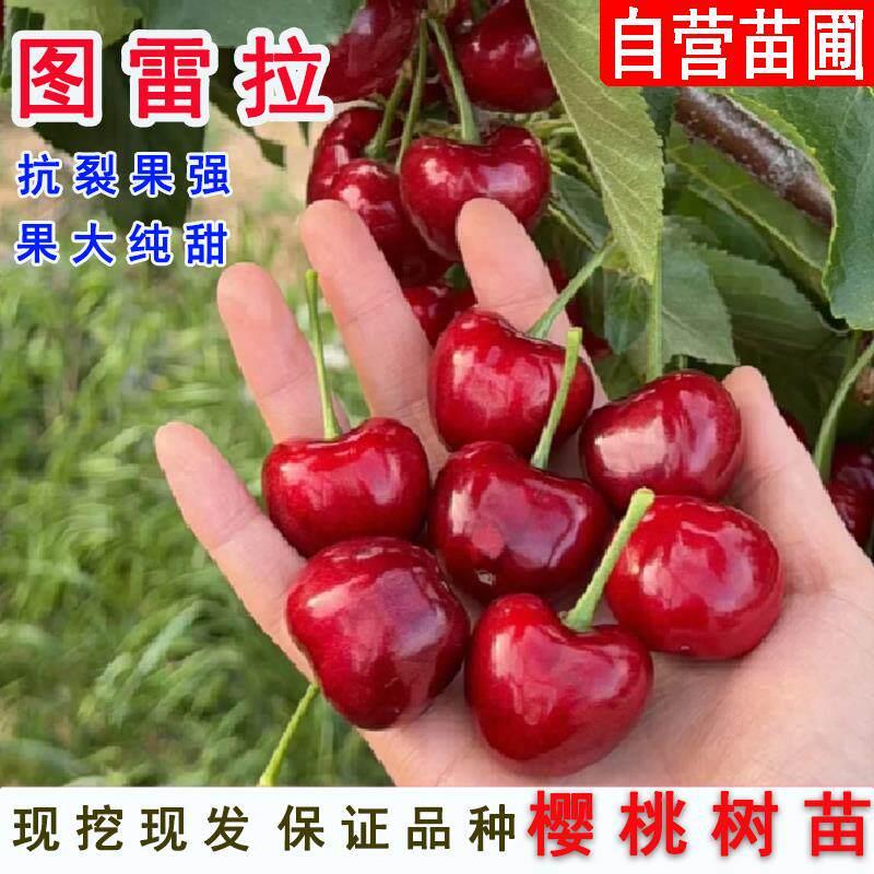 南方早熟短低温图雷拉大樱桃苖车厘子樱桃树苗云贵川种植当年结果