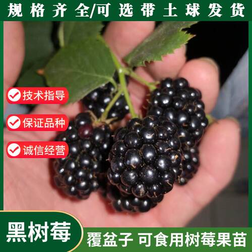 黑树莓苗特大果覆盆子红
