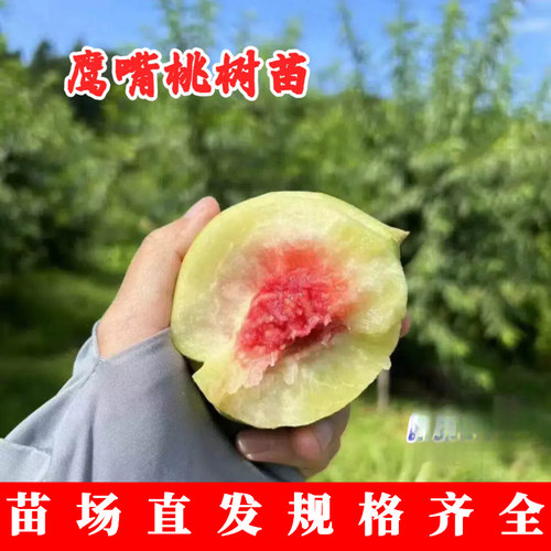 鹰嘴桃树果苗嫁接河源连