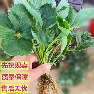 奶油草莓苗盆栽带盆带土四季食用红颜四季结果南方阳台露天种植